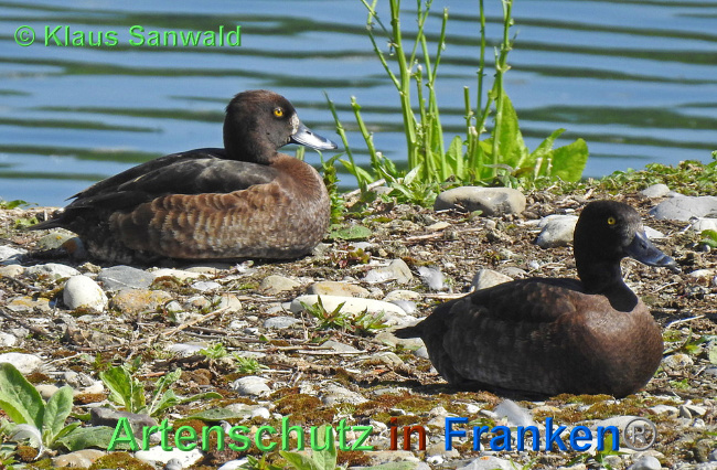 © Artenschutz in Franken® / Klaus Sanwald Bild zum Eintrag (1025466-160)