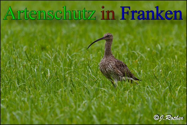 © Artenschutz in Franken® / Johannes Rother Bild zum Eintrag (1025490-160)