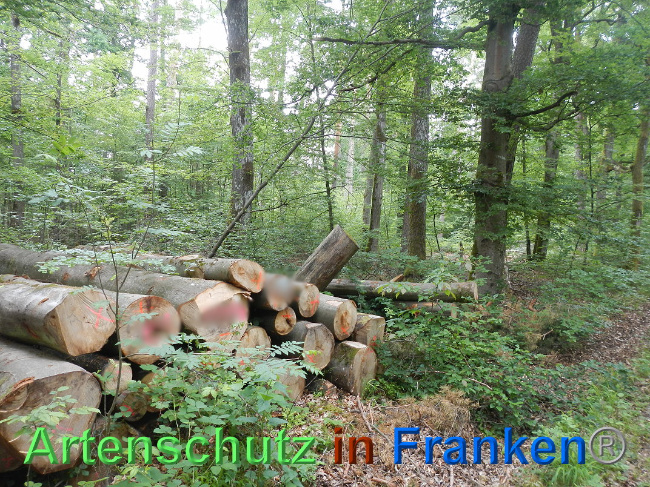 © Artenschutz in Franken® Bild zum Eintrag (1025568-160)