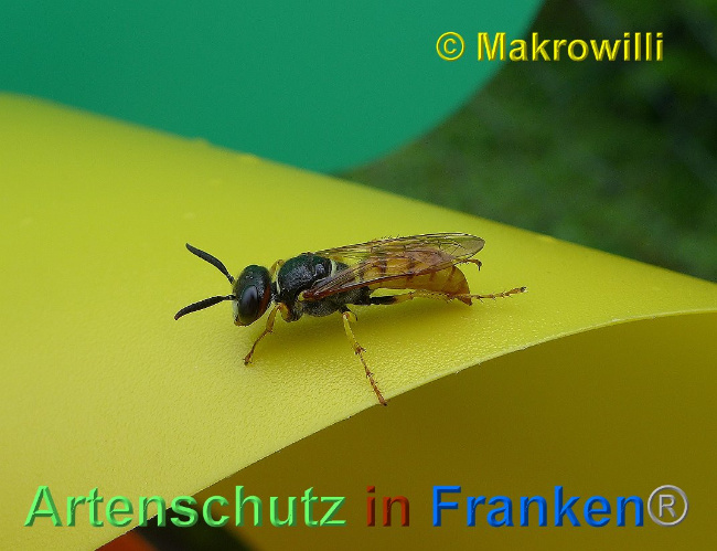 © Artenschutz in Franken® / Makrowilli Bild zum Eintrag (1025580-160)
