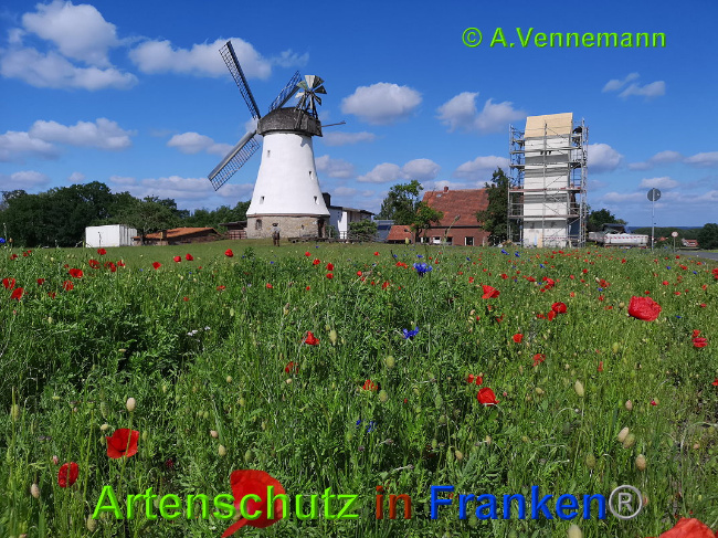 © Artenschutz in Franken® / Vennemann Bild zum Eintrag (1025586-160)