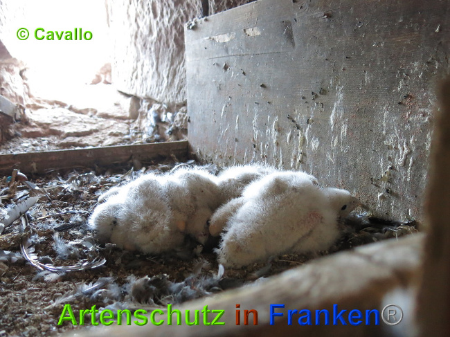 © Artenschutz in Franken® / W.Cavallo Bild zum Eintrag (1025593-160)