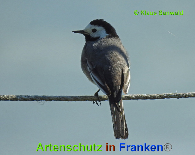 © Artenschutz in Franken® / Klaus Sanwald Bild zum Eintrag (1025603-160)