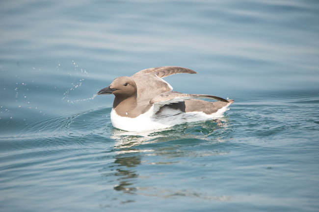 © (Foto: Mirko Hauswirth) Bild zum Eintrag (1025605-160)