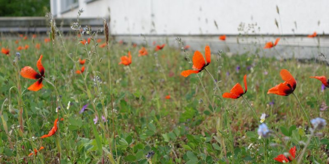 © (Foto: Daniel Jeschke) Bild zum Eintrag (1025643-160)