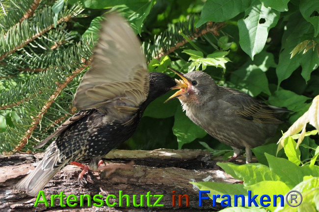 © Artenschutz in Franken® / Bernhard Schmalisch Bild zum Eintrag (1025645-160)