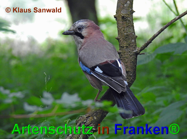 © Artenschutz in Franken® / Klaus Sanwald Bild zum Eintrag (1025698-160)