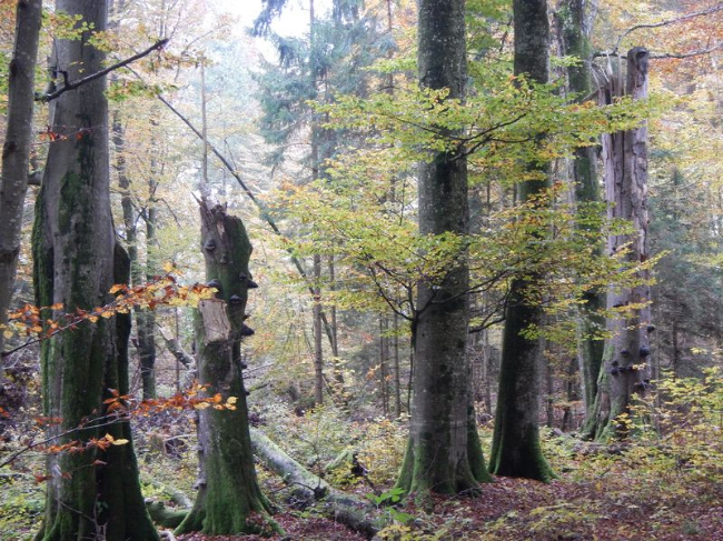 © Bayerische Staatsforsten AÖR Bild zum Eintrag (1025702-160)