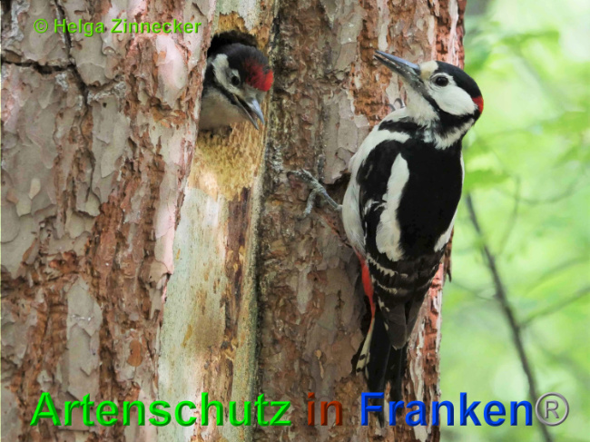 © Artenschutz in Franken® / Helga Zinnecker Bild zum Eintrag (1025949-160)