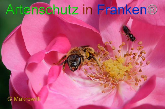 © Artenschutz in Franken® / Makrowilli Bild zum Eintrag (1025999-160)