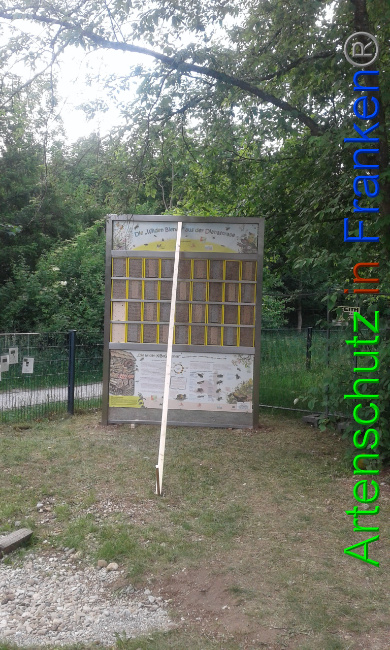 © Artenschutz in Franken® Bild zum Eintrag (1026011-160)