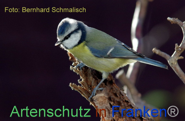 © Artenschutz in Franken® / Bernhard Schmalisch Bild zum Eintrag (1026091-160)
