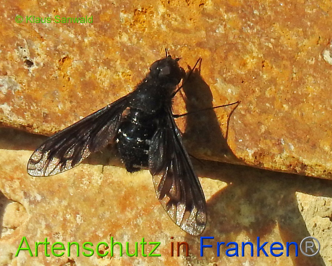 © Artenschutz in Franken® / Klaus Sanwald Bild zum Eintrag (1026213-160)