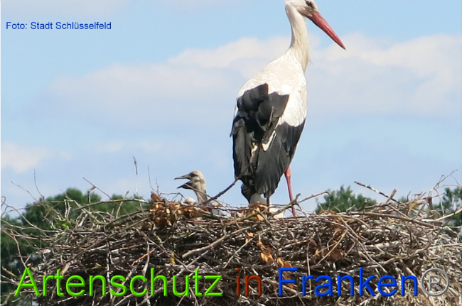© Artenschutz in Franken® / Franz-Ludwig Findeis Bild zum Eintrag (1026221-160)