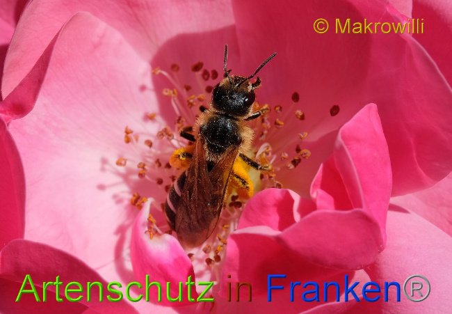 © Artenschutz in Franken® / Makrowilli Bild zum Eintrag (1026279-160)