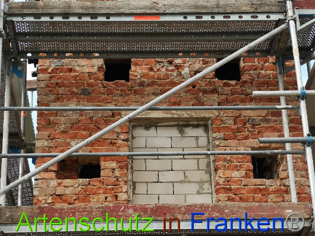 © Artenschutz in Franken® / Vennemann Bild zum Eintrag (1026303-160)
