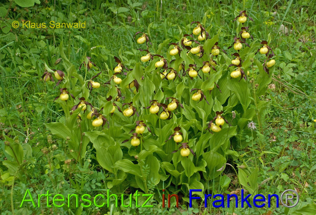 © Artenschutz in Franken® / Klaus Sanwald Bild zum Eintrag (1026327-160)