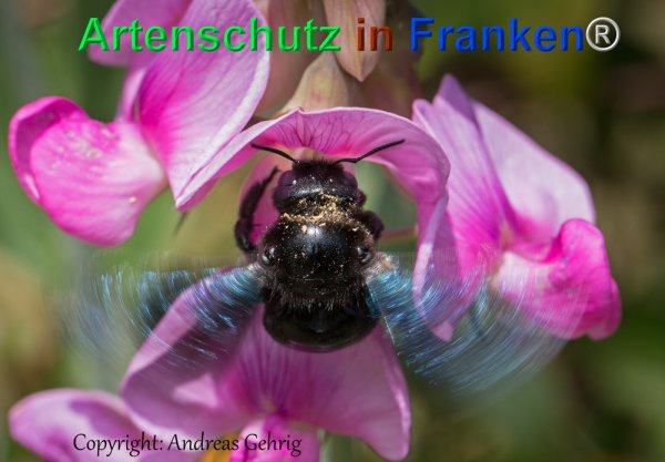 © Artenschutz in Franken® / Andreas Gehrig Bild zum Eintrag (1026478-160)