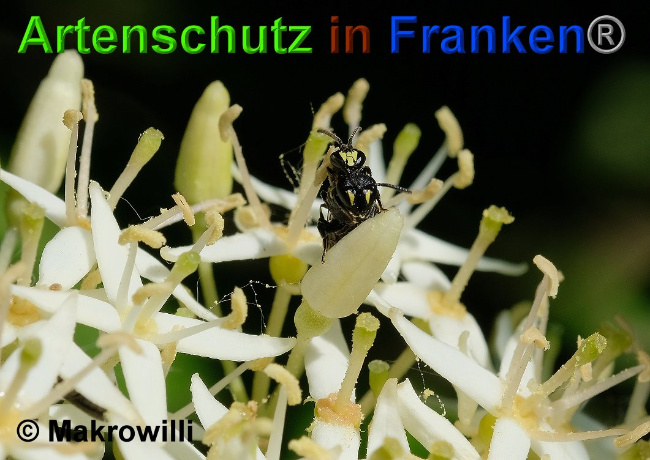 © Artenschutz in Franken® / Makrowilli Bild zum Eintrag (1026750-160)