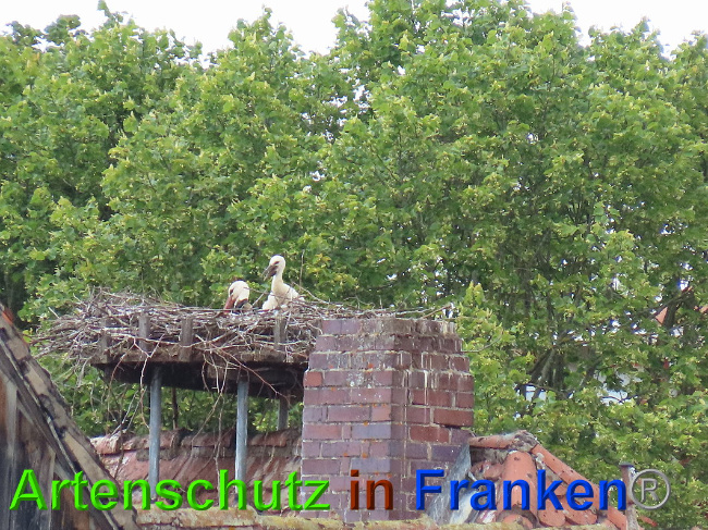 © Artenschutz in Franken® Bild zum Eintrag (1026842-160)