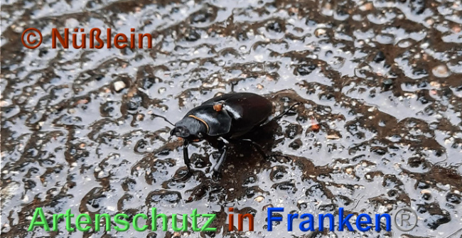 © Artenschutz in Franken® / Nüsslein Bild zum Eintrag (1027105-160)