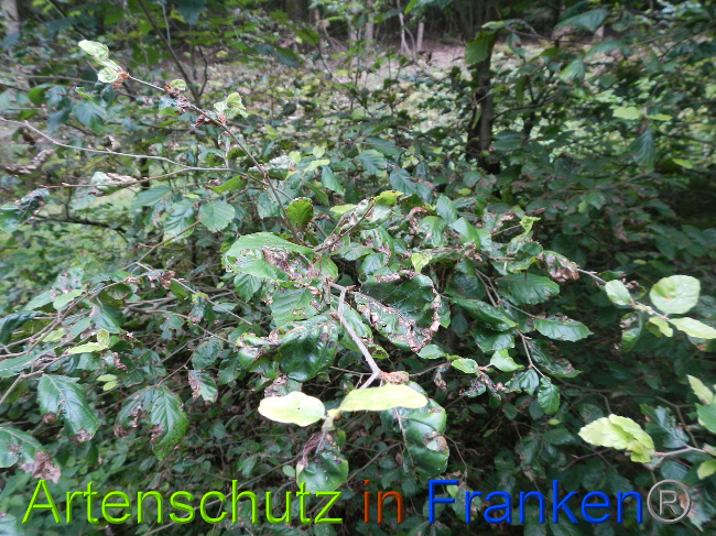 © Artenschutz in Franken® / Simon J. Bild zum Eintrag (1029550-160)