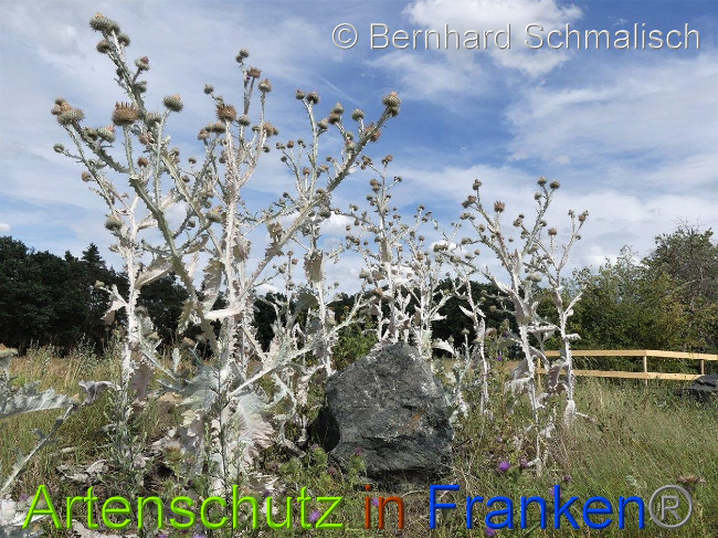 © Artenschutz in Franken® / Bernhard Schmalisch Bild zum Eintrag (1029690-160)