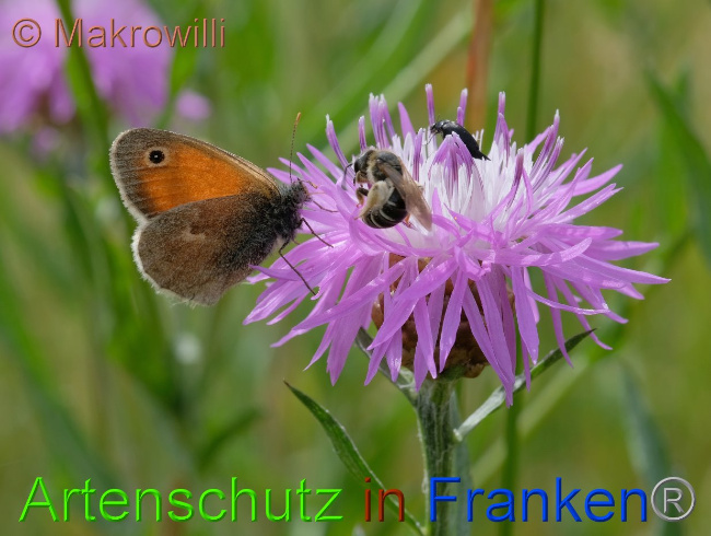 © Artenschutz in Franken® / Makrowilli Bild zum Eintrag (1029804-160)