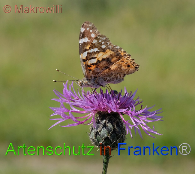 © Artenschutz in Franken® / Makrowilli Bild zum Eintrag (1029844-160)
