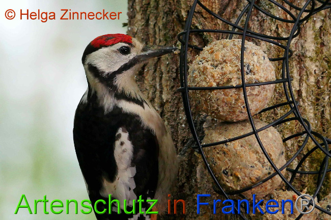 © Artenschutz in Franken® / Helga Zinnecker Bild zum Eintrag (1029914-160)