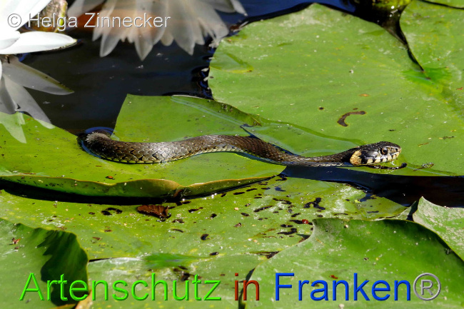© Artenschutz in Franken® / Helga Zinnecker Bild zum Eintrag (1029922-160)