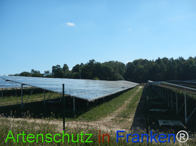 © Artenschutz in Franken® Bild zum Eintrag (1030061-160)