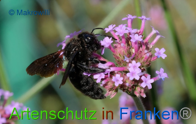 © Artenschutz in Franken® / Makrowilli Bild zum Eintrag (1030128-160)