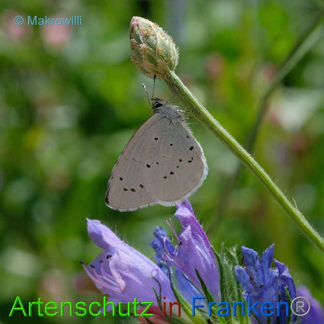© Artenschutz in Franken® / Makrowilli Bild zum Eintrag (1030132-160)