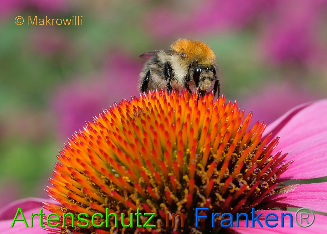 © Artenschutz in Franken® / Makrowilli Bild zum Eintrag (1030226-160)
