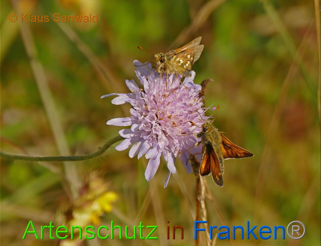 © Artenschutz in Franken® / Klaus Sanwald Bild zum Eintrag (1030236-160)