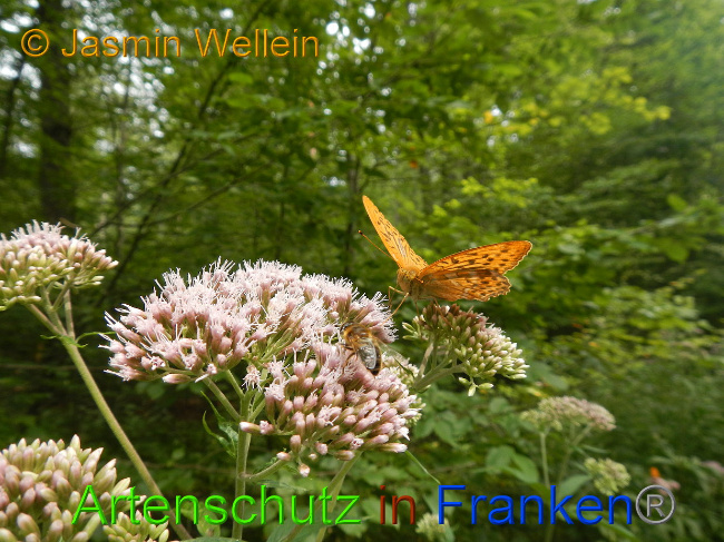 © Artenschutz in Franken® / Jasmin Wellein Bild zum Eintrag (1030430-160)