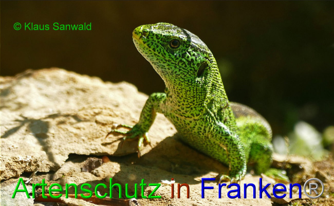 © Artenschutz in Franken® / Klaus Sanwald Bild zum Eintrag (1030441-160)