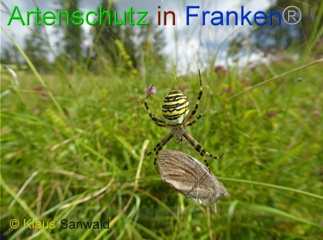 © Artenschutz in Franken® / Klaus Sanwald Bild zum Eintrag (1030502-160)