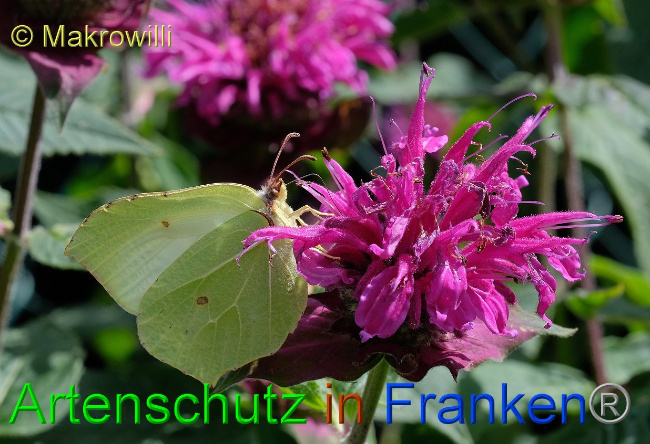 © Artenschutz in Franken® / Makrowilli Bild zum Eintrag (1030548-160)