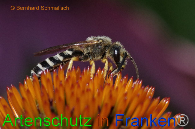© Artenschutz in Franken® / Bernhard Schmalisch Bild zum Eintrag (1030576-160)