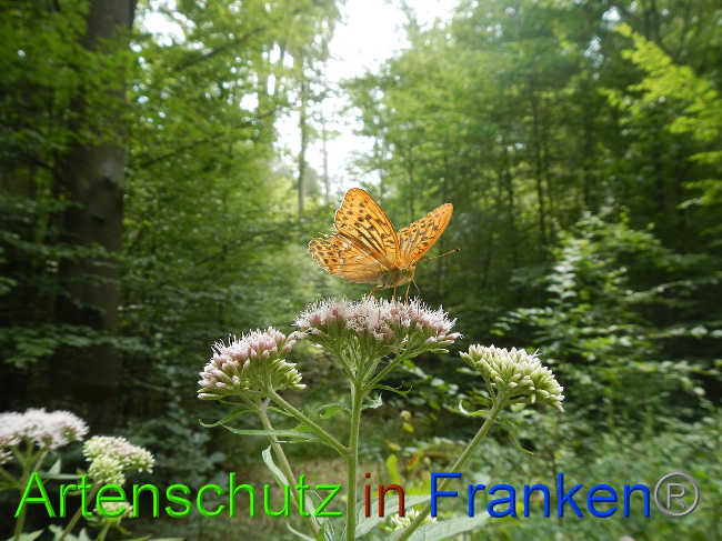 © Artenschutz in Franken® / Sabine Wagner Bild zum Eintrag (1030662-160)