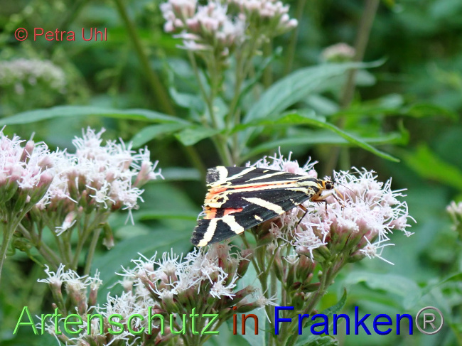 © Artenschutz in Franken® / Petra Uhl Bild zum Eintrag (1030731-160)
