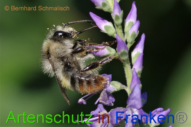 © Artenschutz in Franken® / Bernhard Schmalisch Bild zum Eintrag (1030789-160)
