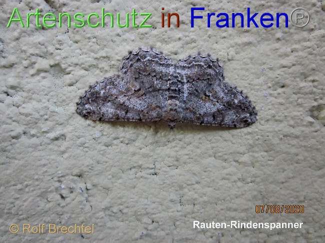 © Artenschutz in Franken® / Rolf Brechtel Bild zum Eintrag (1030810-160)