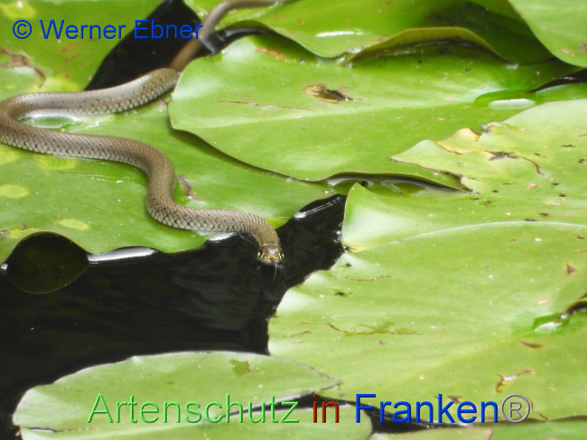 © Artenschutz in Franken® / Werner Ebner Bild zum Eintrag (1031035-160)