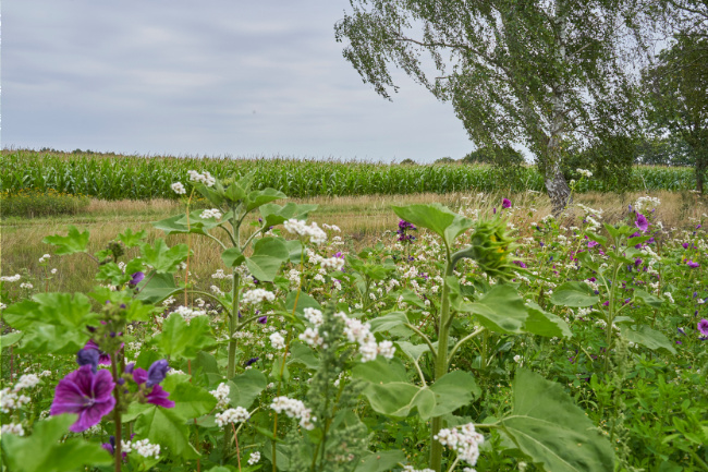 © Foto: Oliver Krause Bild zum Eintrag (1031039-160)
