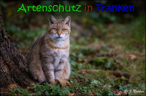 © Artenschutz in Franken® / Johannes Rother Bild zum Eintrag (1031043-160)