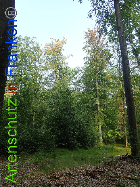 © Artenschutz in Franken® Bild zum Eintrag (1031145-160)