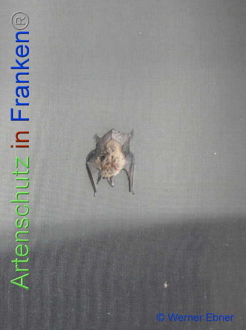 © Artenschutz in Franken® / Werner Ebner Bild zum Eintrag (1031147-160)